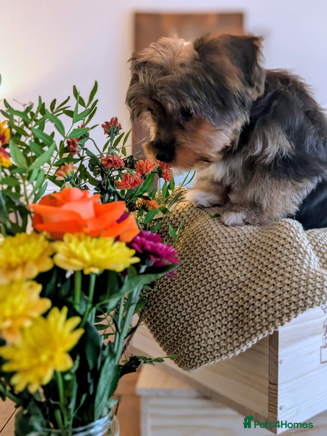 Yorkshire Terrier dogs for sale: 2 Biewer Yorkshire Terrier Boys – Ready Now! - Advert 19