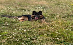German Shepherd dogs for stud: Herman Kennel Club registered GSD-stud in Doncaster - Image 6