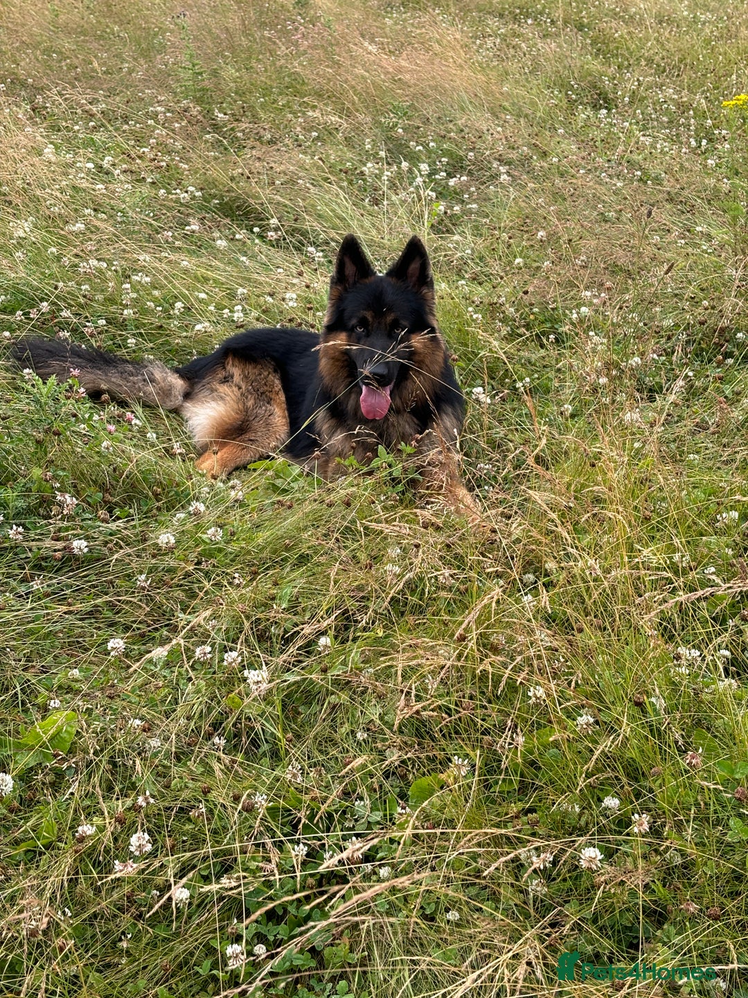 German Shepherd dogs for stud: Herman Kennel Club registered GSD-stud in Doncaster - Image 6