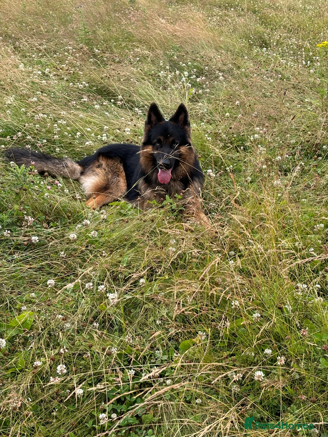 German Shepherd dogs for stud: Herman Kennel Club registered GSD-stud in Doncaster - Advert 6