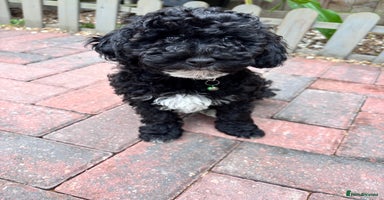 Toy Poodle dogs - Advert 4