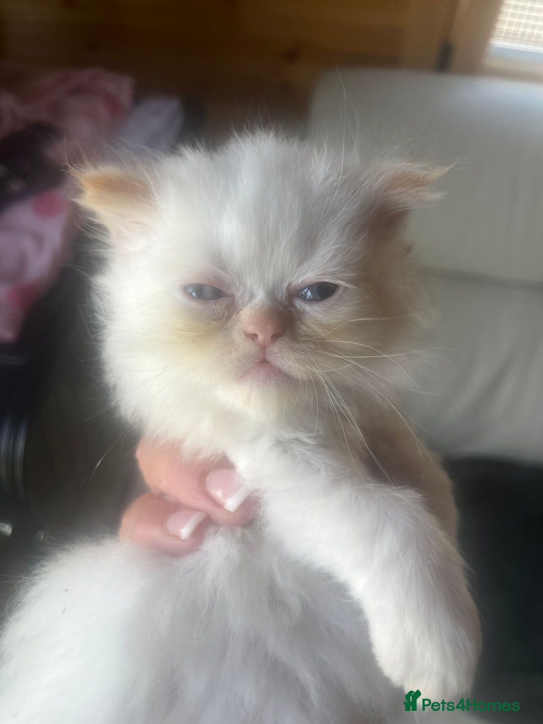 Persian cats for sale: Flame Colourpoint Persian Kittens in Staines - Image 13