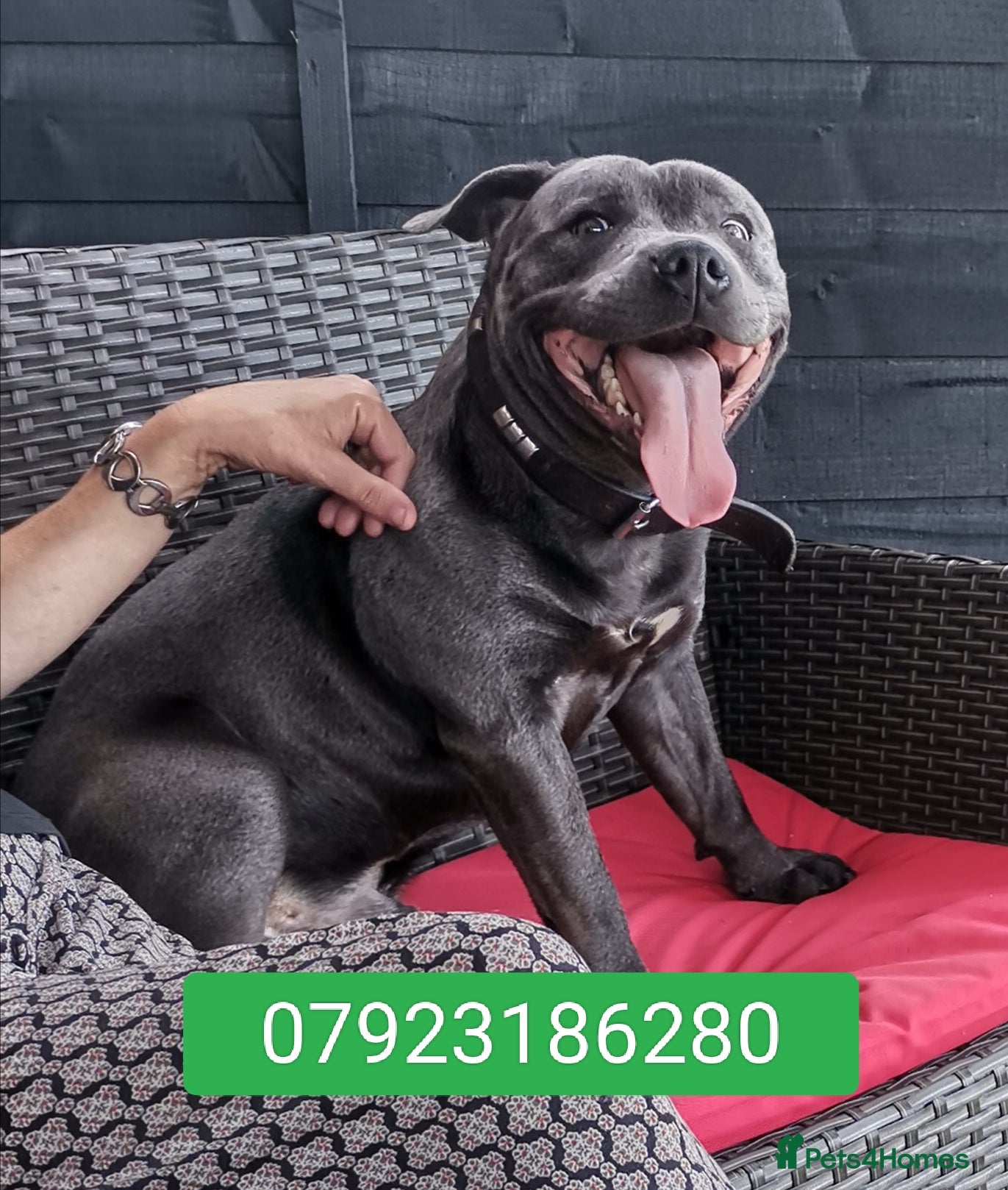 Staffordshire Bull Terrier dogs PROVEN STUD. ADONIS JUNIOR NOBLESTAFF!!! in Stoke-on-Trent - Advert 1