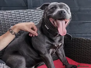 Staffordshire Bull Terrier dogs PROVEN STUD. ADONIS JUNIOR NOBLESTAFF!!! in Stoke-on-Trent - Advert 6