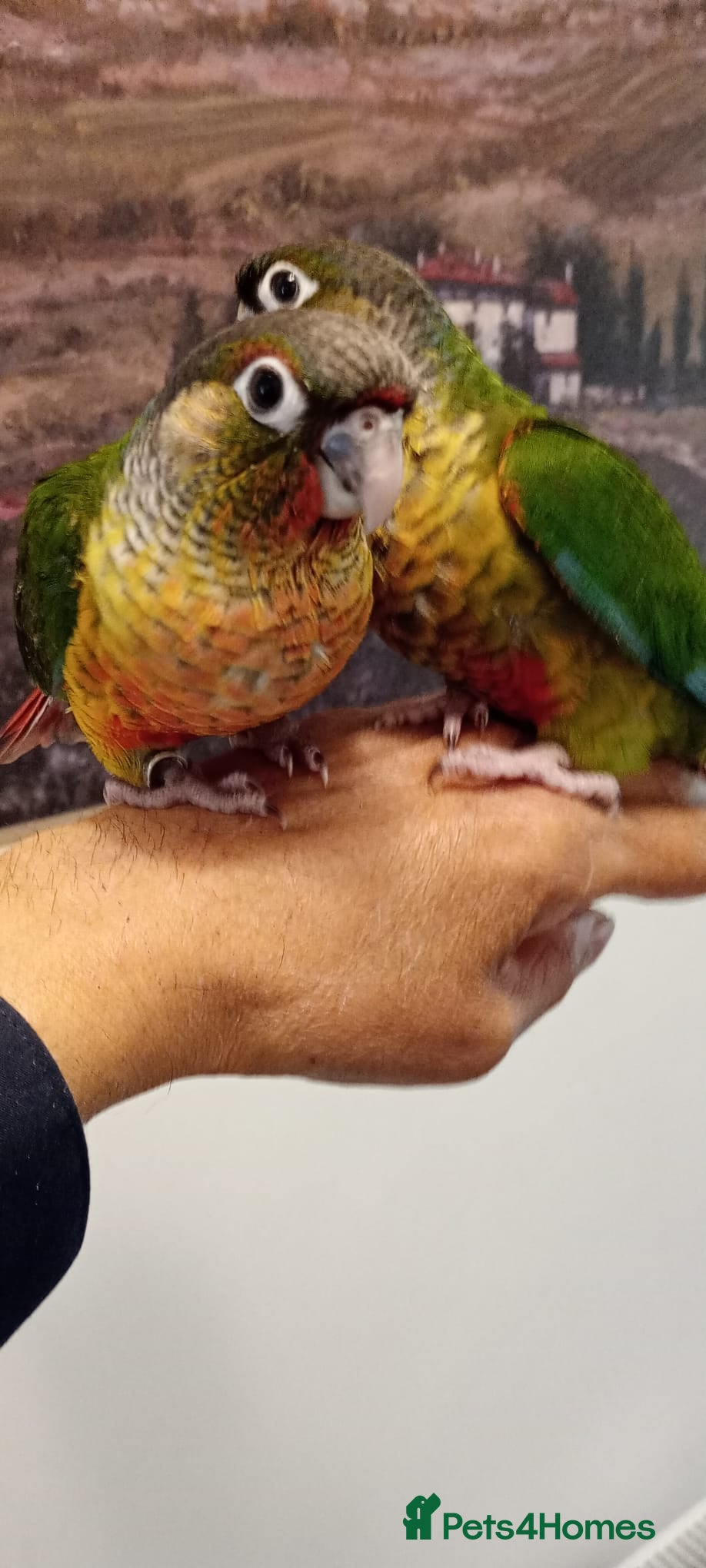 Conures birds Yellow sided green cheek conures for sale. - Advert 1