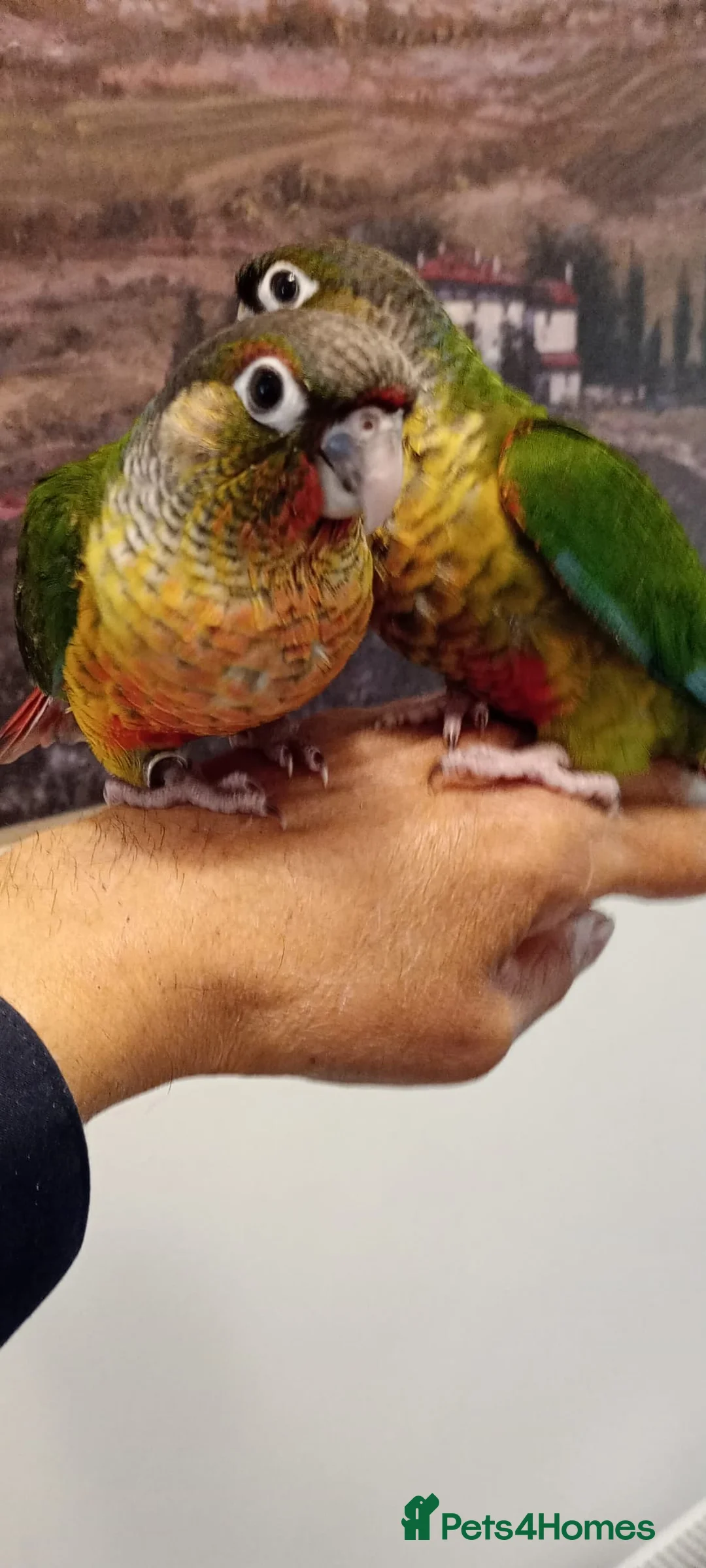 Conures birds for sale: Yellow sided green cheek conures for sale. - Advert 1