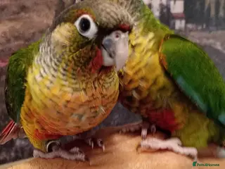 Conures birds Yellow sided green cheek conures for sale. - Advert 1