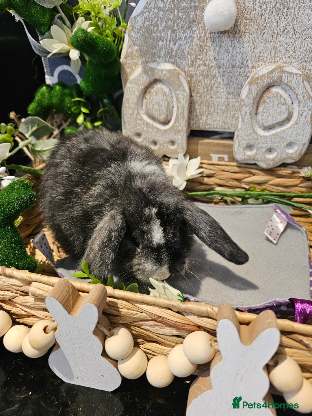 Mini Lop rabbits for sale: Beautiful mini lop babies  - Advert 6