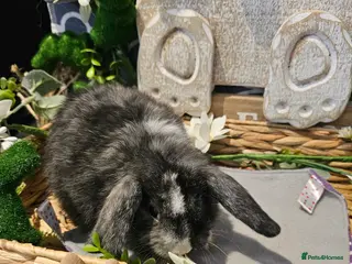 Mini Lop rabbits Mini lop magpie babies - Advert 3