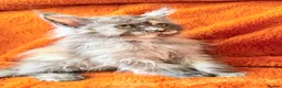 Maine Coon cats for sale: Maine coon kittens READY NOW  - Advert 12