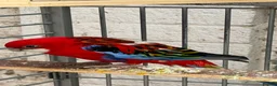 Parakeets birds for sale: Rossella  - Advert 5