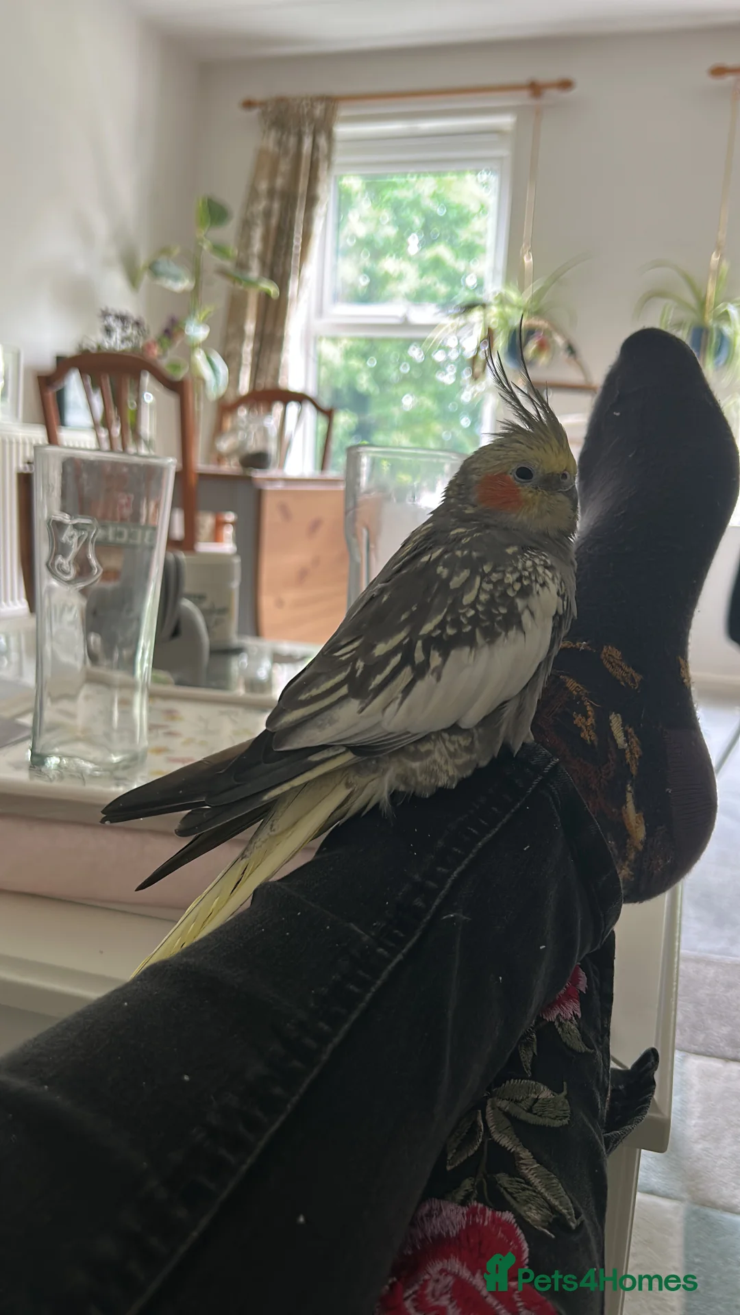 Cockatiels birds for sale: Two Loving Female Cockatiels for Rehoming - Advert 32