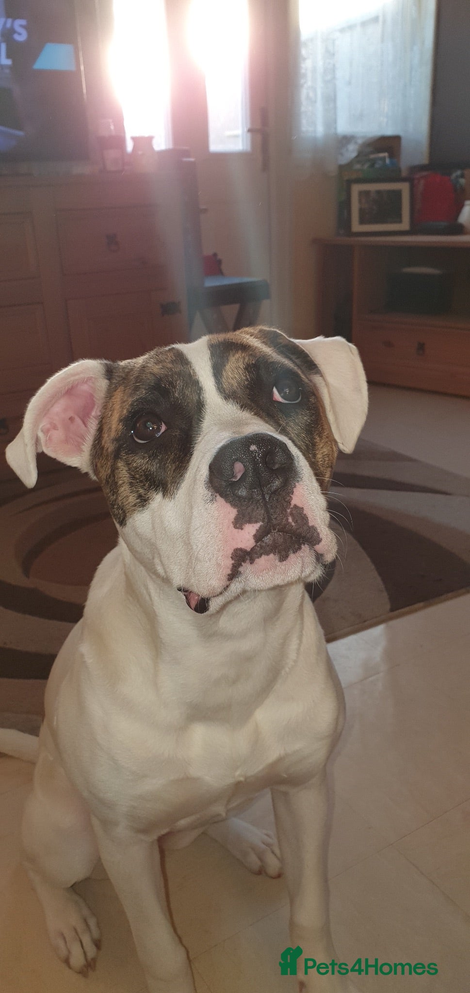 American Bulldog dogs American bulldog female  - Advert 2