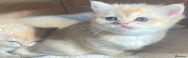 British Shorthair lilac golden Kitten 