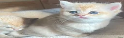 British Shorthair cats for sale: Adorable lilac golden Kittens Seeking Homes 🌟 - Advert 8
