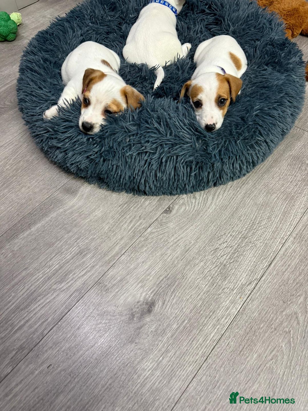 Jack Russell dogs for sale: 8 Week Old Jack Russel Puppies  - Advert 4