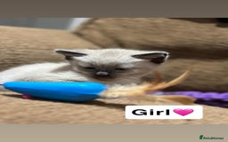 Mixed Breed cats for sale: Kittens for sale  - Advert 17