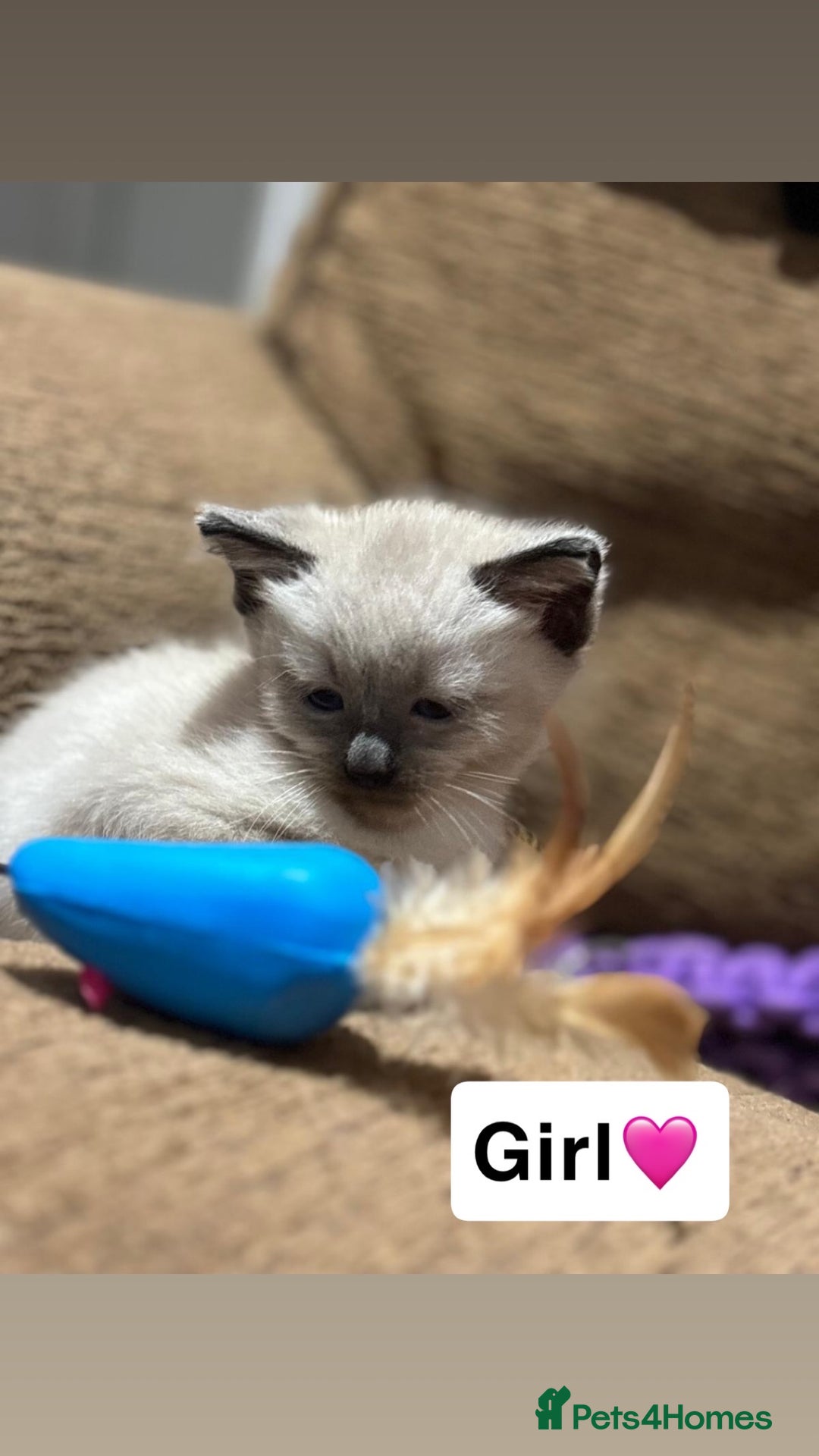 Mixed Breed cats for sale: Kittens for sale  - Advert 17