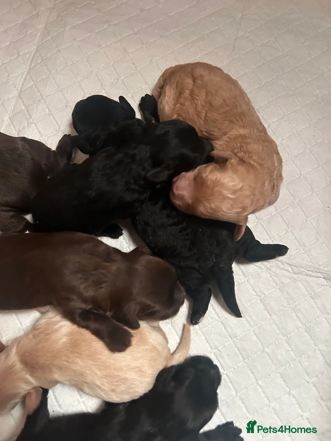 Cockapoo dogs for sale: Cockerpoo puppies  - Advert 15