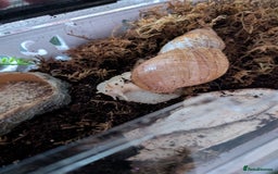Isopods invertebrates for sale: inverts  - Image 7