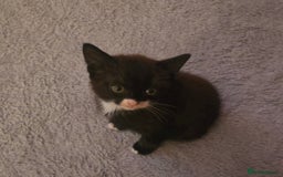 Mixed Breed cats for sale: Black and white female kitten  - Image 1