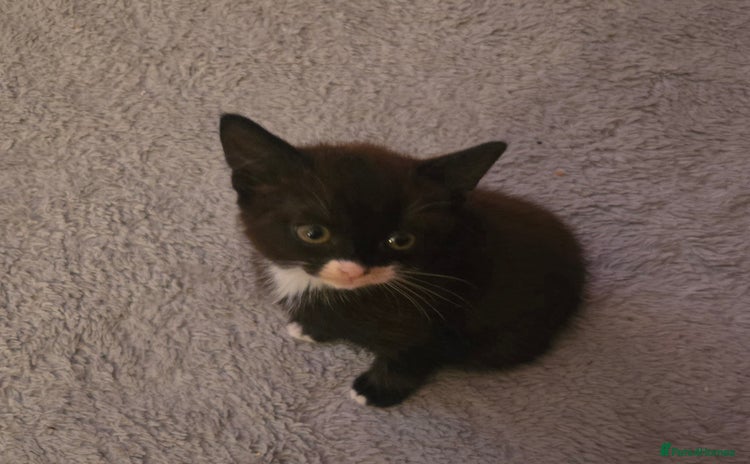 Mixed Breed cats - Advert 16