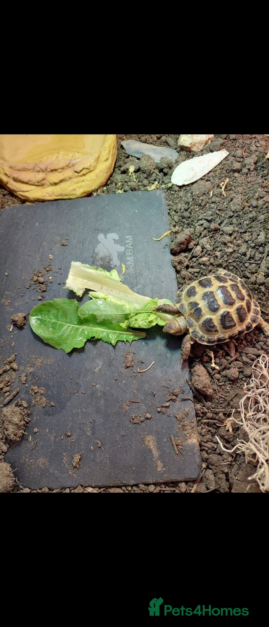 Tortoise reptiles Tortoise and Tortoise home - Advert 6