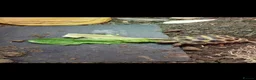 Tortoise reptiles for sale: Tortoise and Tortoise home in Saint Helens - Advert 1