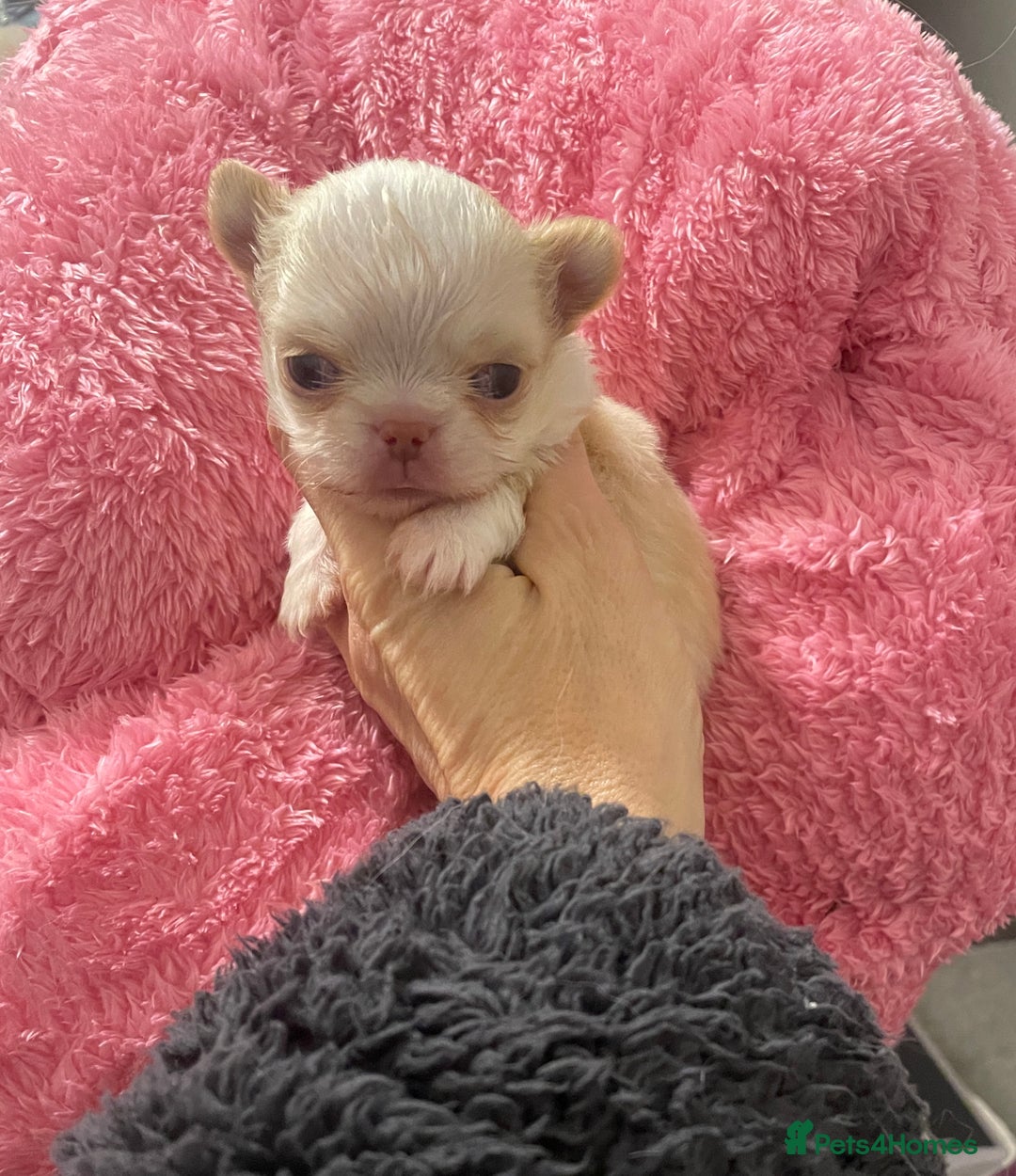 Chihuahua dogs for sale: Gorgeous , tiny Longcoat Boy Kc 🌟🌟🌟🌟🌟 - Advert 10