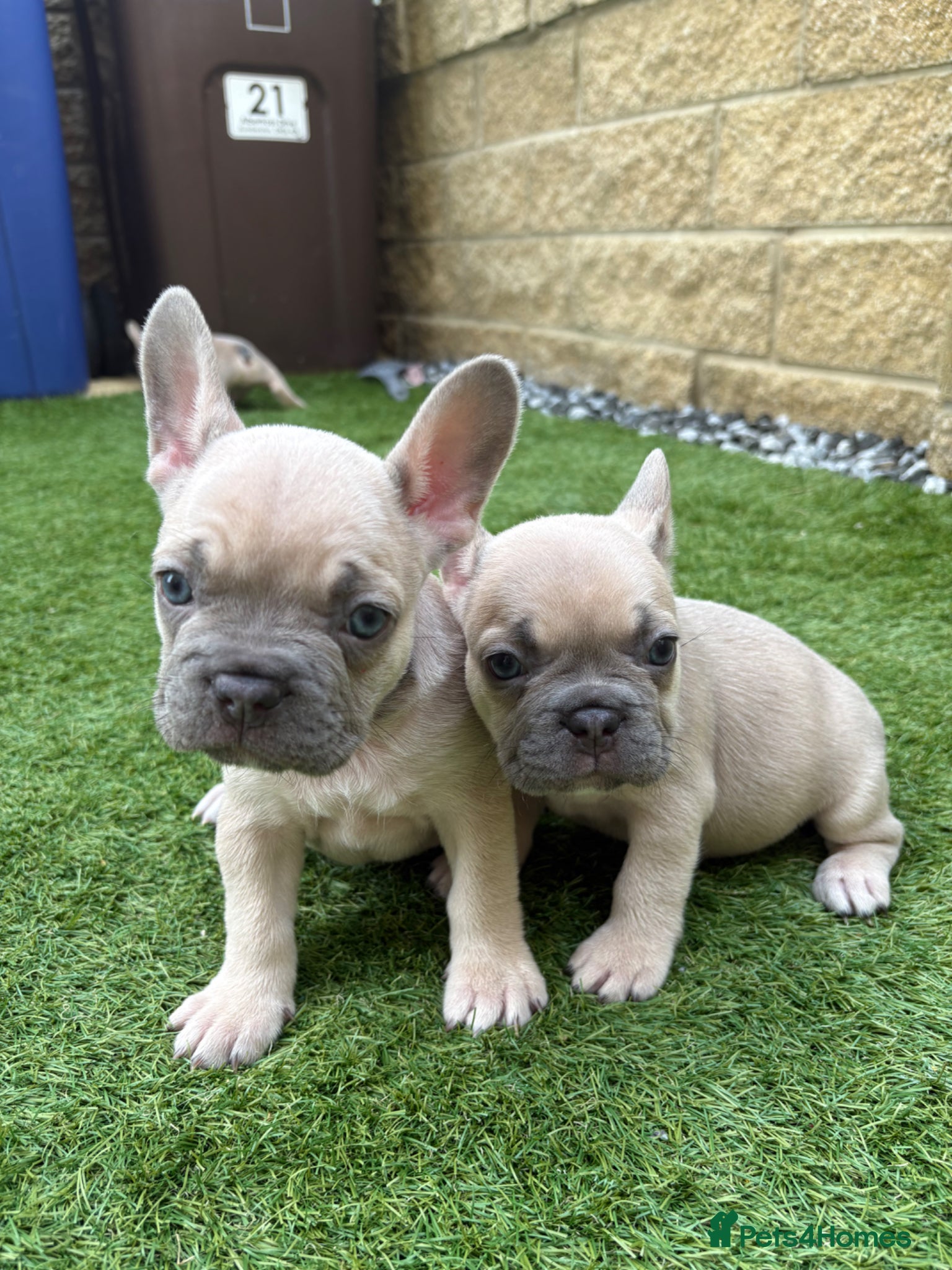 French Bulldog dogs Last 2 stunning French bulldog girls - Advert 4