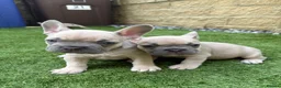 French Bulldog dogs for sale: Last 2 stunning French bulldog girls - Advert 1