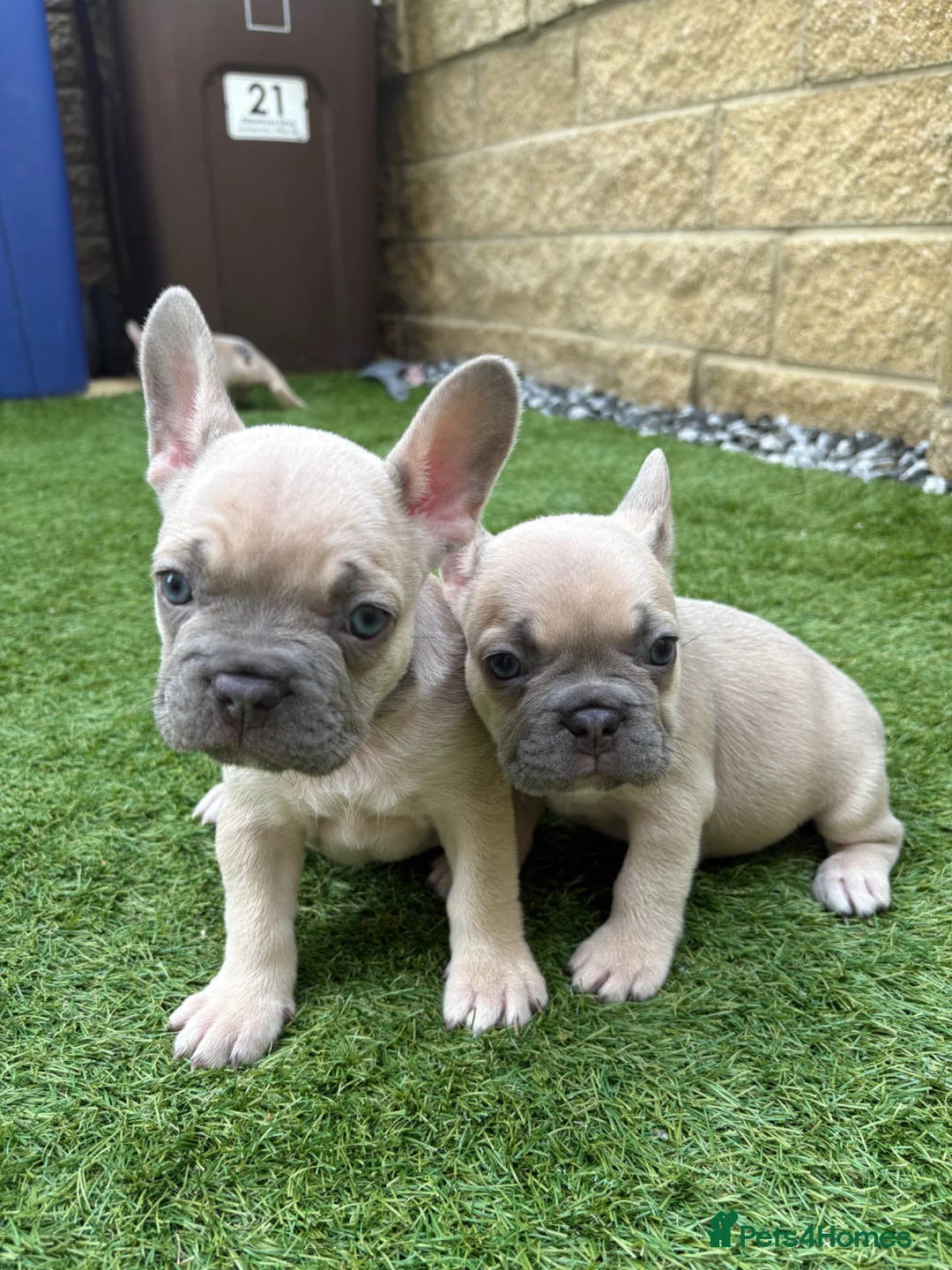 French Bulldog dogs for sale: Last 2 stunning French bulldog girls - Advert 1