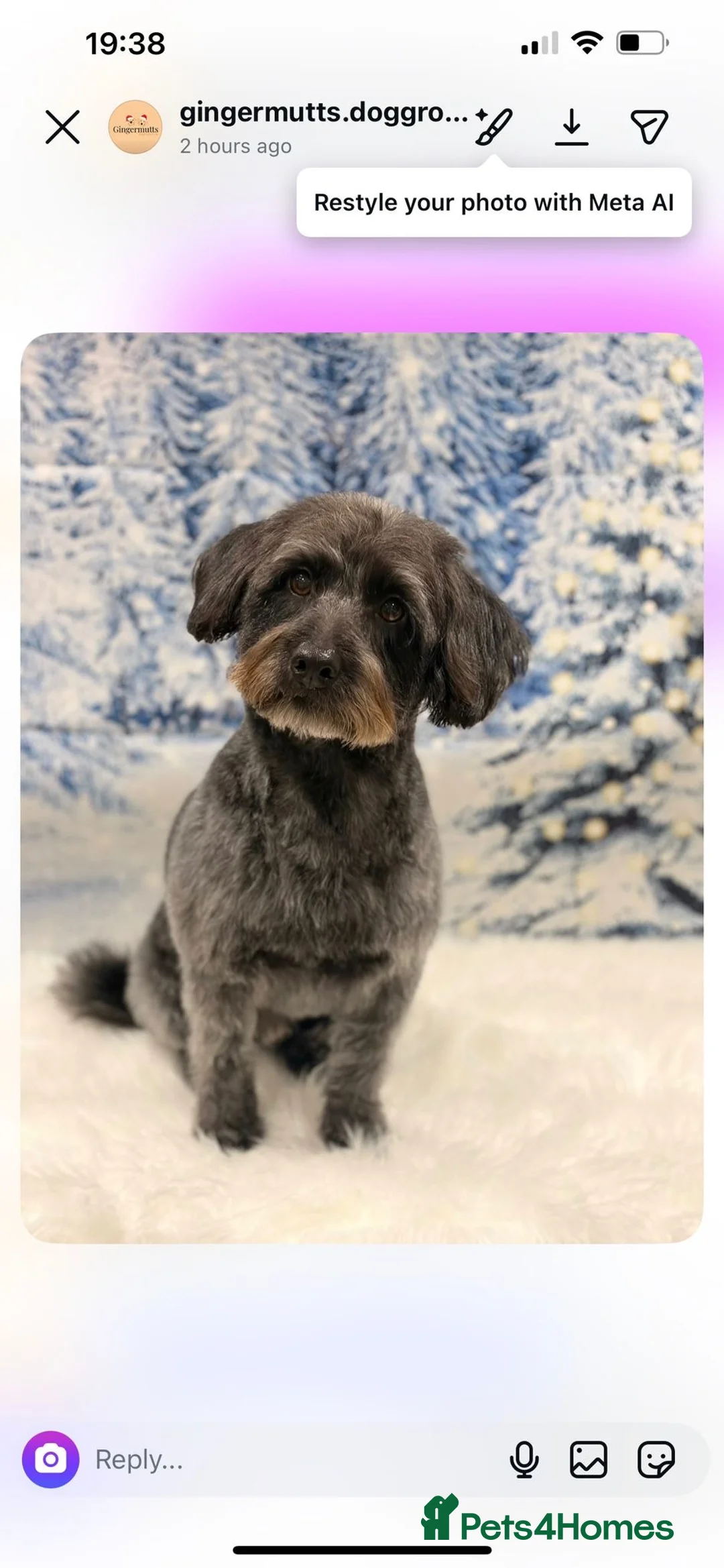 Mixed Breed dogs for sale: Calvin, 5 year old sweet boy looking for new home - Advert 12