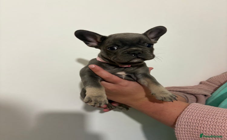 French Bulldog dogs - Advert 1