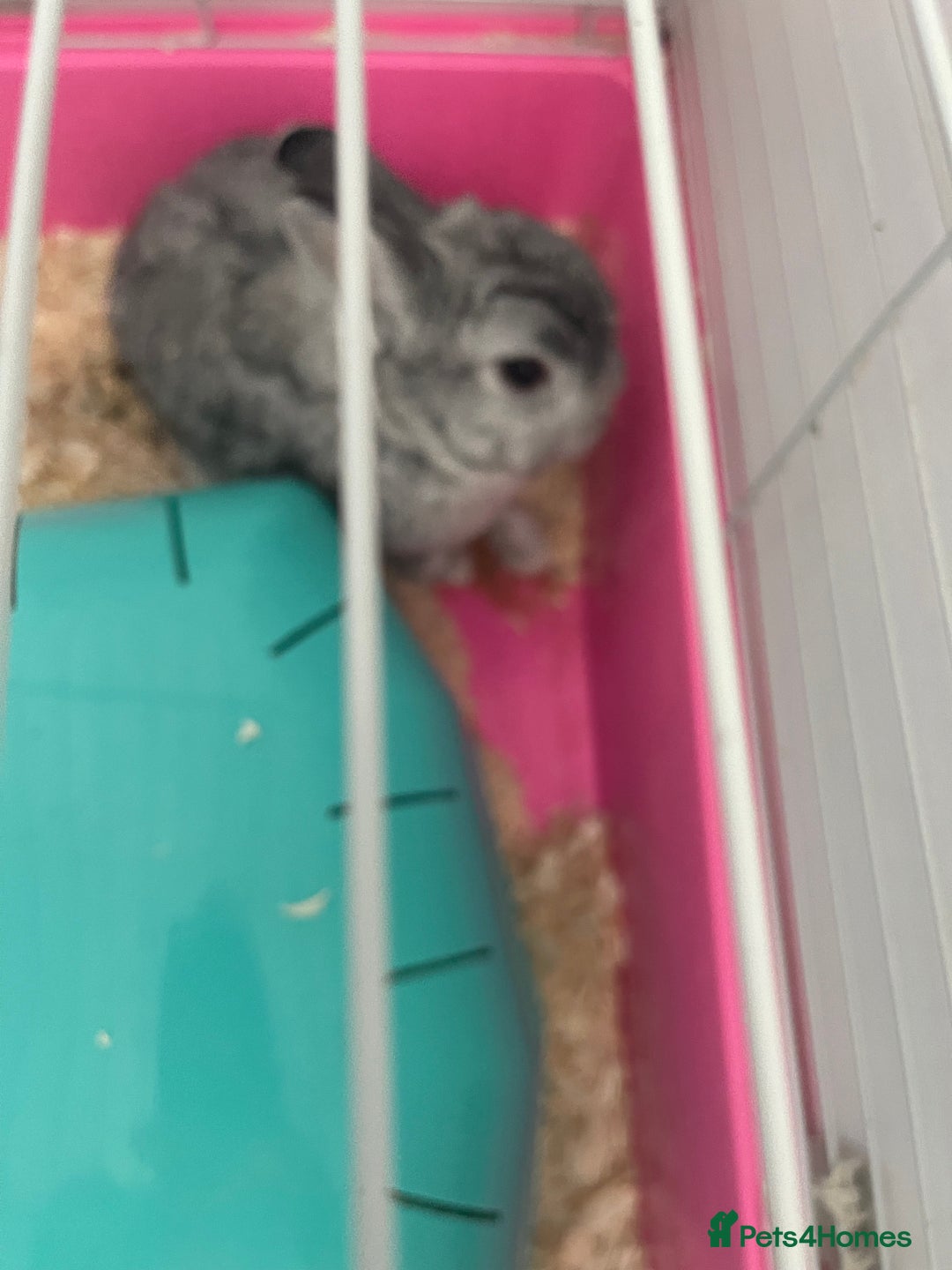 English rabbits for sale: Free to good home - Image 2