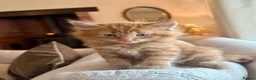 Mixed Breed cats for sale: Beautiful Ginger Kittens  - Advert 31