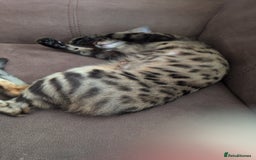Bengal cats for sale: Bengal female - Image 4