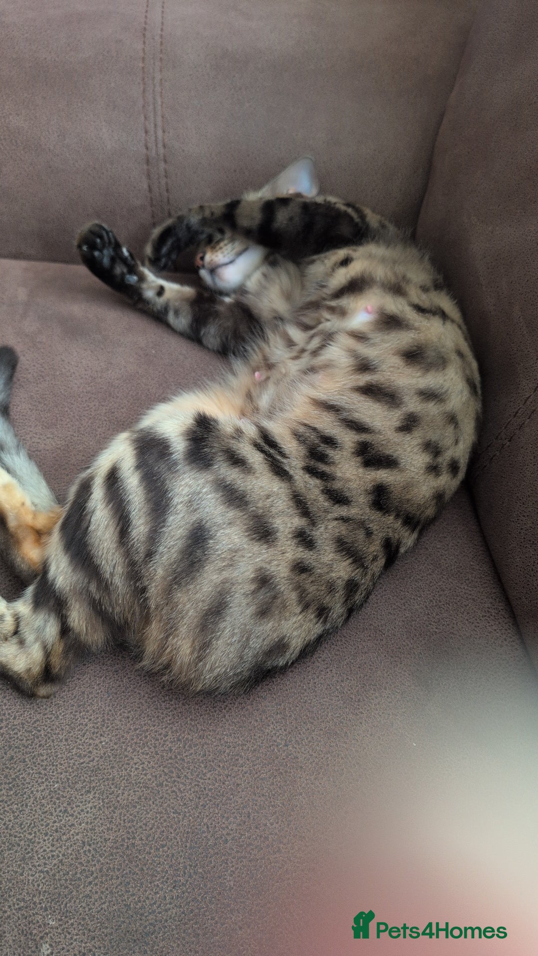 Bengal cats for sale: Bengal female - Image 4