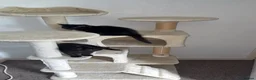 Norwegian Forest Cat cats for sale: Kittens for sale  - Advert 2