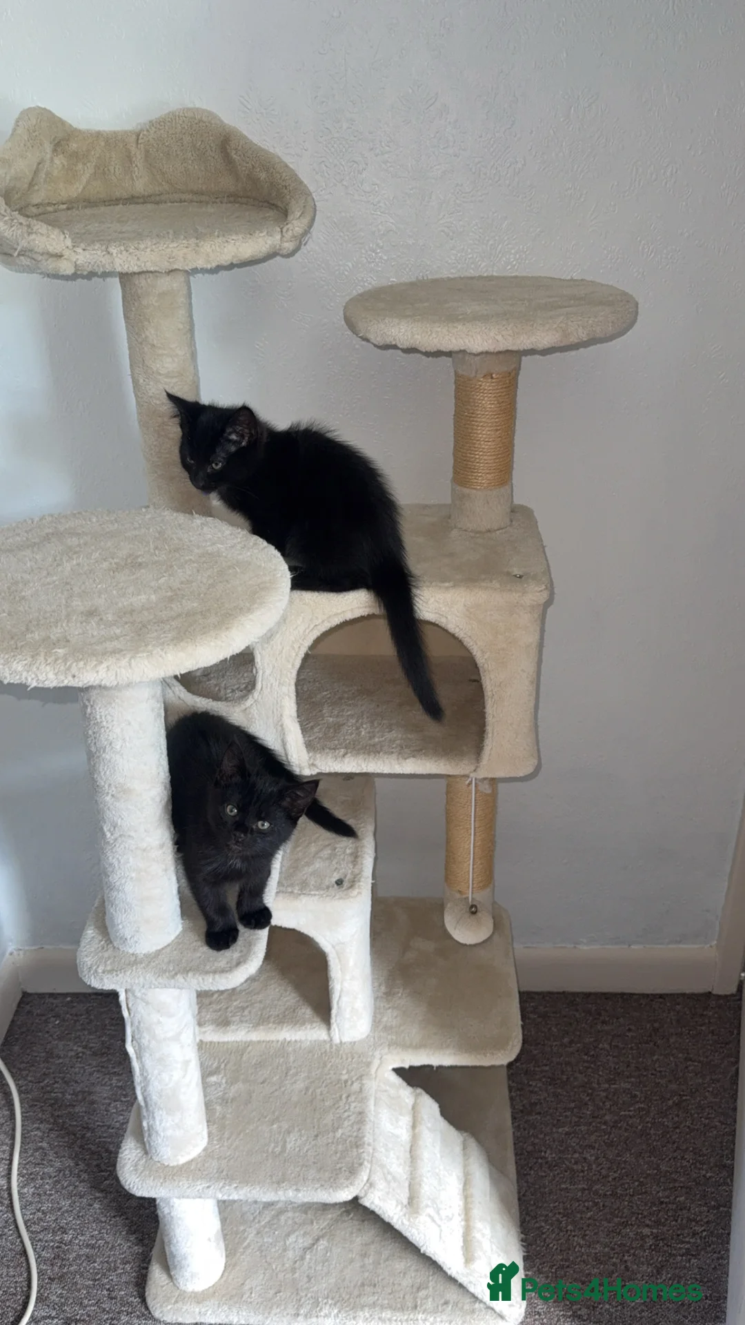 Norwegian Forest Cat cats for sale: Kittens for sale  - Advert 2