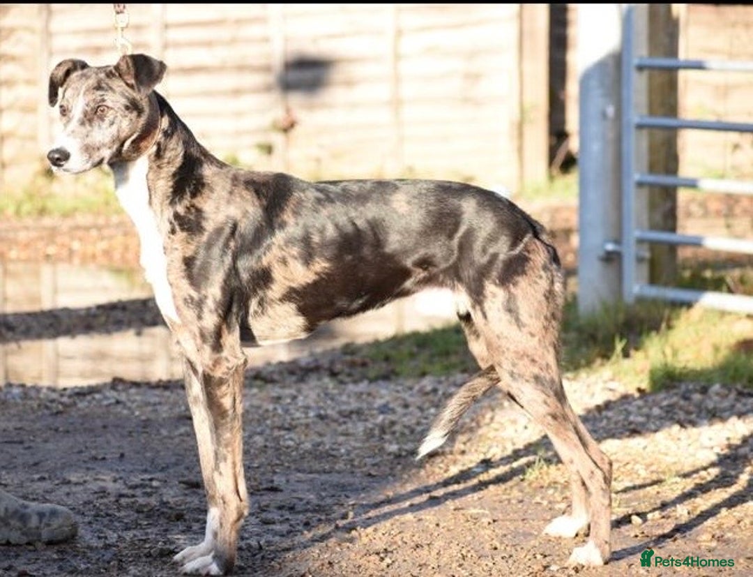 Lurcher dogs for stud: Gorgeous Blue Merle dog  - Advert 5