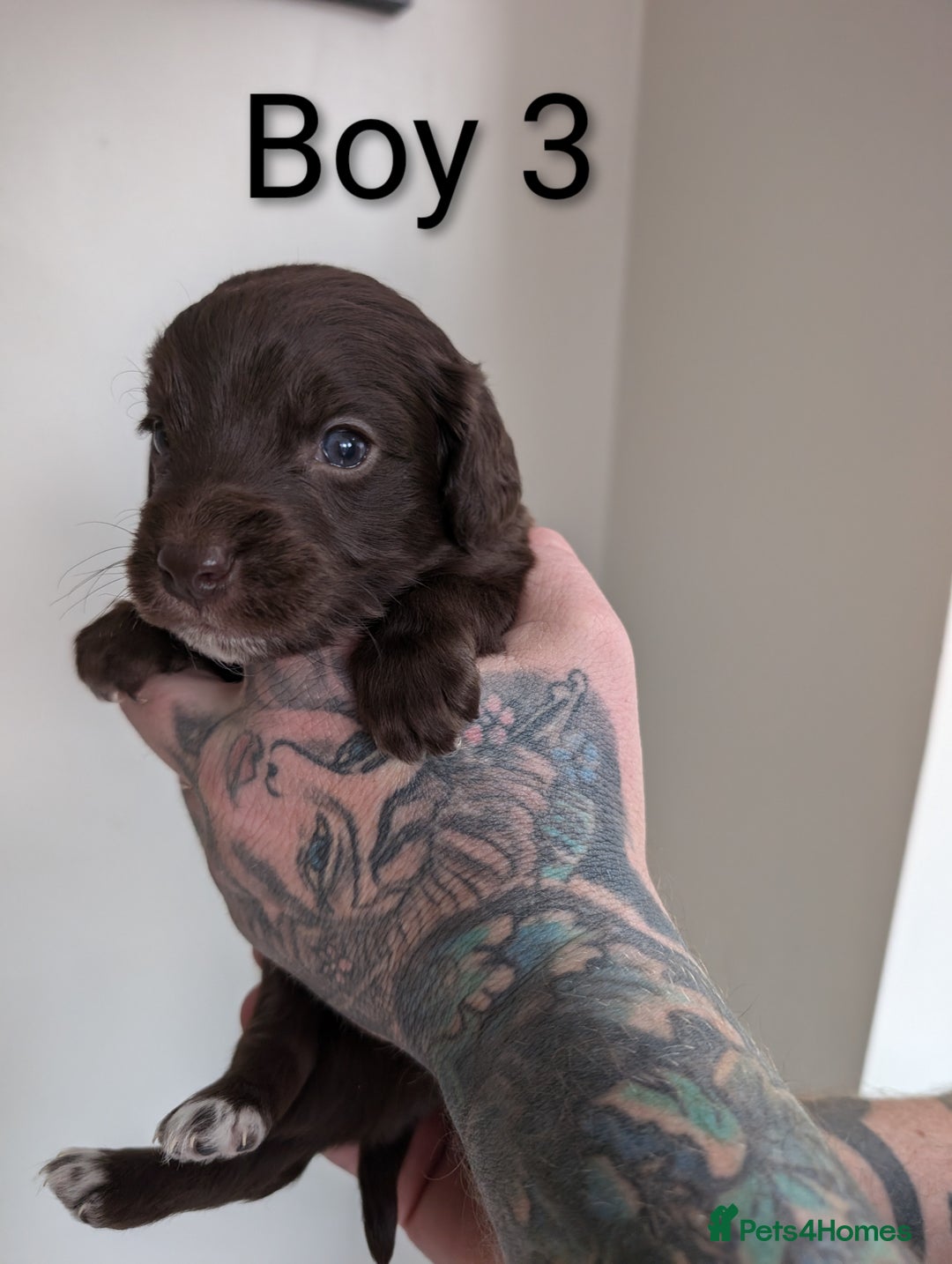 Cockapoo dogs for sale: Toy cocker poo f2 pups - Image 6