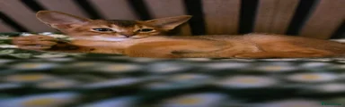 Abyssinian Kitten 1