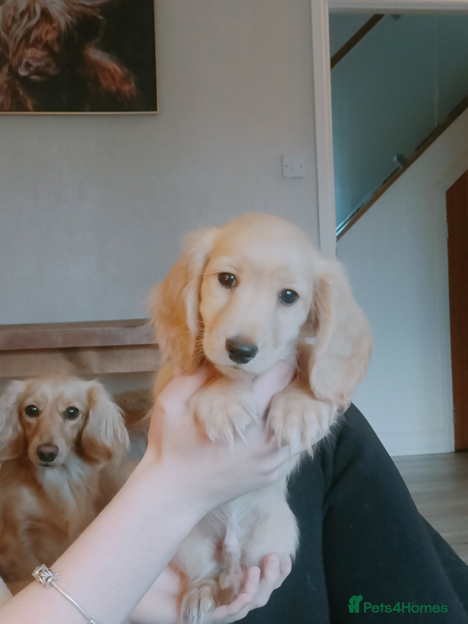 Miniature Dachshund dogs LAST BOY Exceptional Kc reg long haired cream  - Advert 2