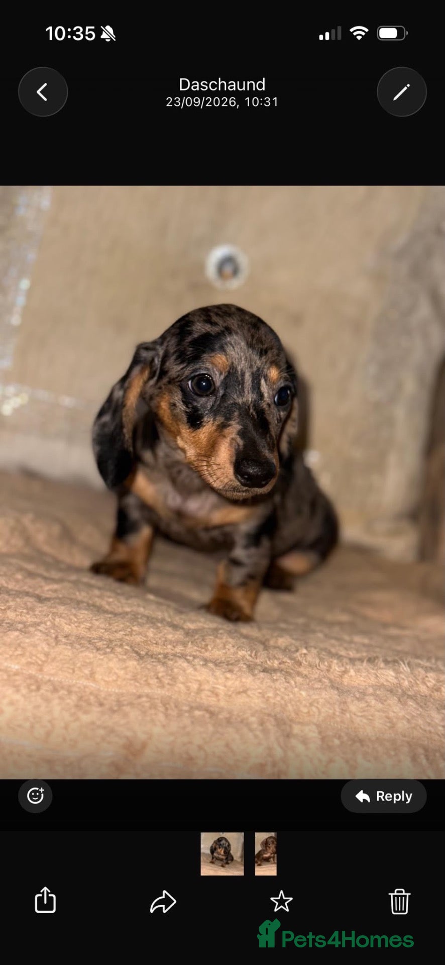 Miniature Dachshund dogs Miniature dashaund puppy’s ready now  - Advert 3