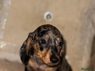 Miniature Dachshund dogs Miniature dashaund puppy’s ready now - Advert 3
