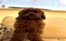 Toy Poodle dogs for sale: Miniature toy poodle boy  - Image 3