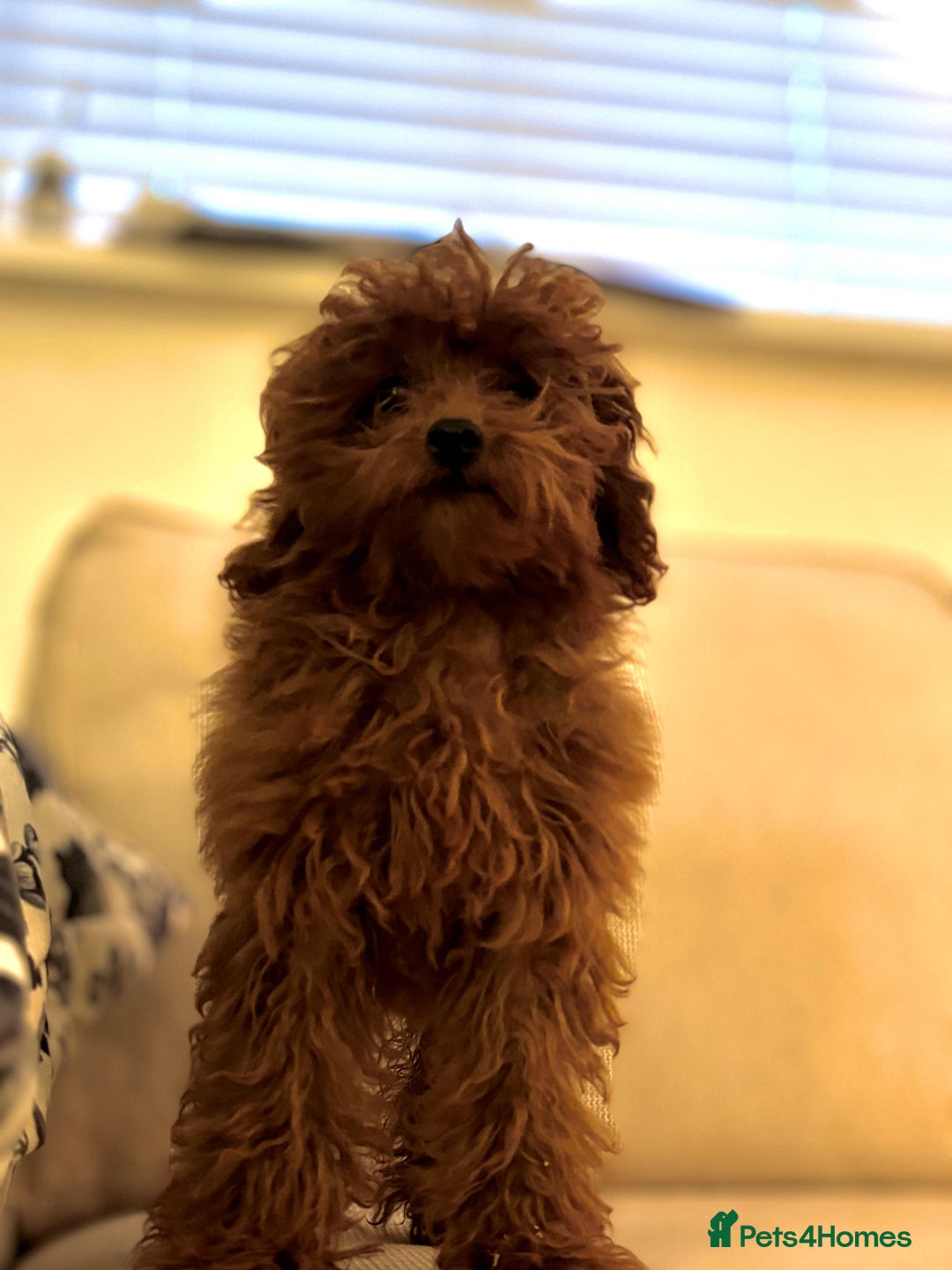 Toy Poodle dogs for sale: Miniature toy poodle boy  - Image 3