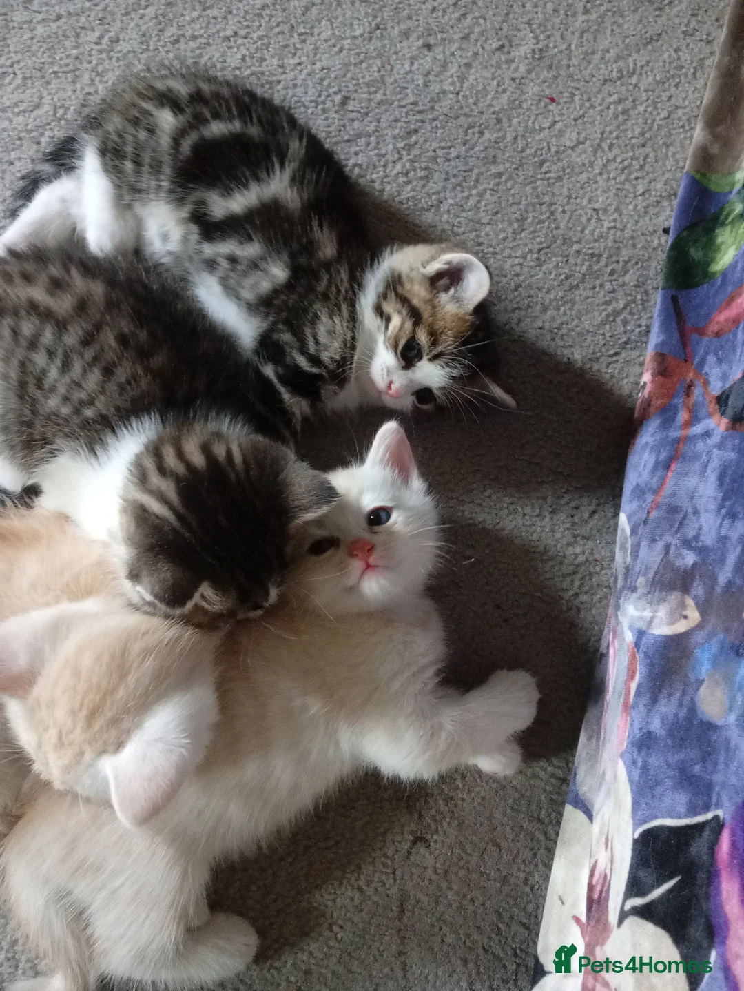 Mixed Breed cats for sale: Beautiful kittens ready now  - Advert 2