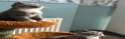 British Shorthair cats for sale: 🐾British Shorthair Kittens GCCF Registered🐾 - Advert 16